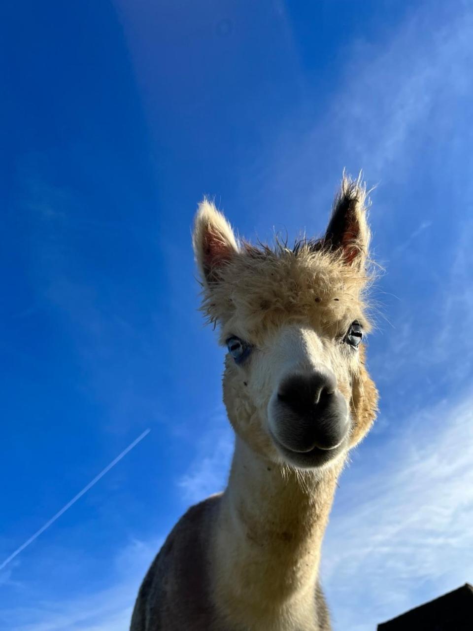 Gite La Borie Fons  Exteriör bild
