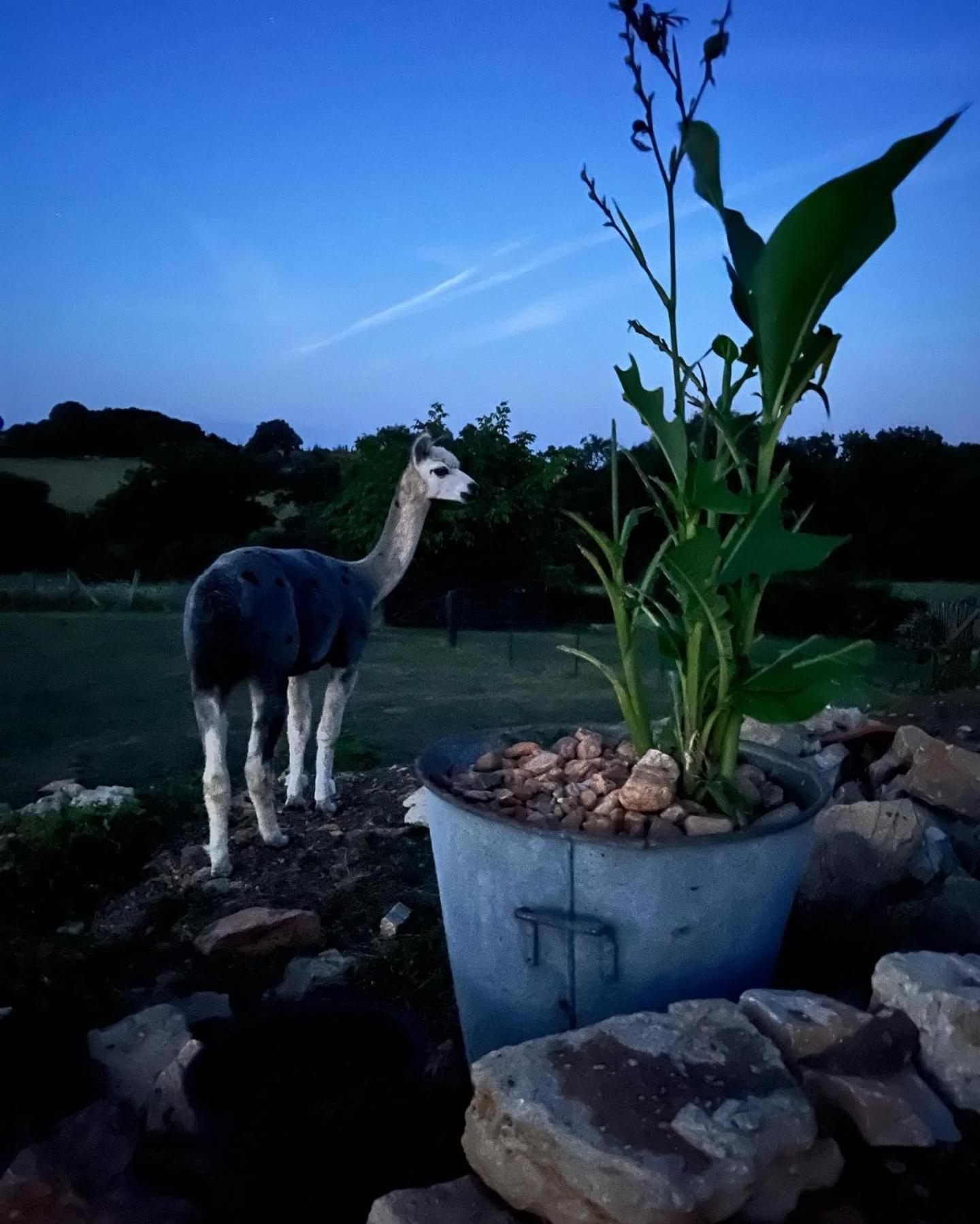 Gite La Borie Fons  Exteriör bild